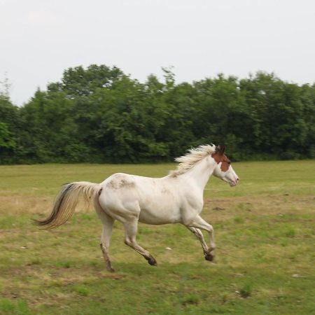 Agriturismo Al Ranch Castello dʼAviano Kültér fotó