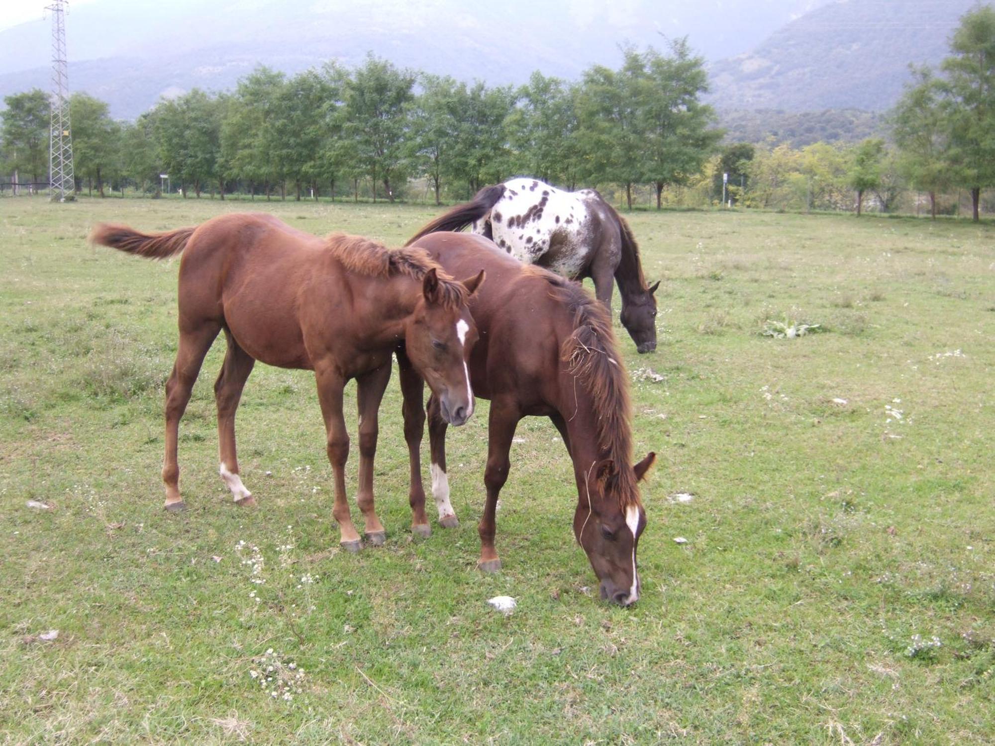 Agriturismo Al Ranch Castello dʼAviano Kültér fotó